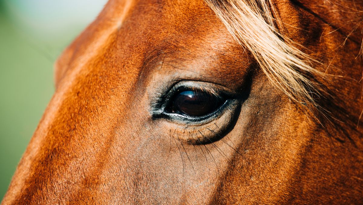 La journée du cheval